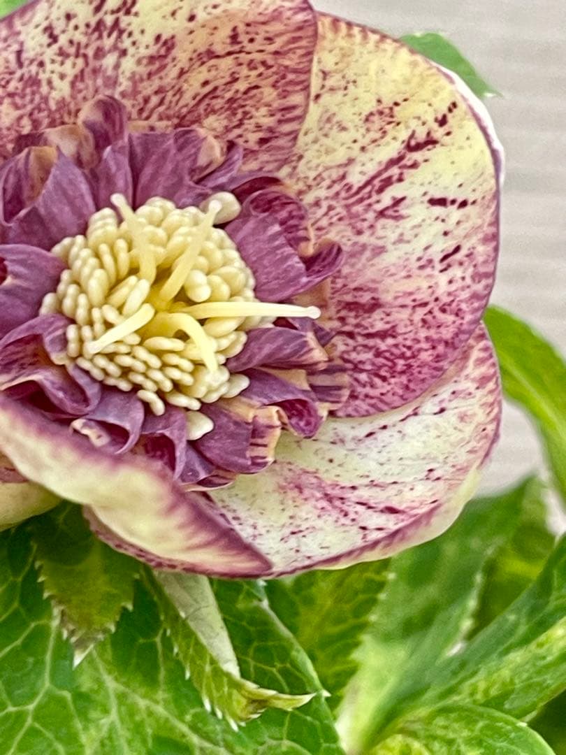 クリスマスローズ苗　⭐️157 sdホワイトブロッチ✖️ddエクリプスゴールドタイプ