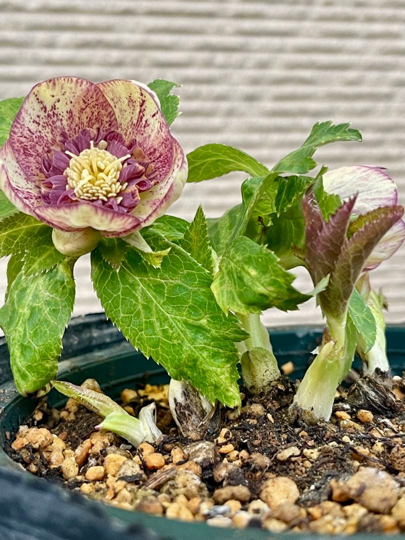 クリスマスローズ苗　⭐️157 sdホワイトブロッチ✖️ddエクリプスゴールドタイプ