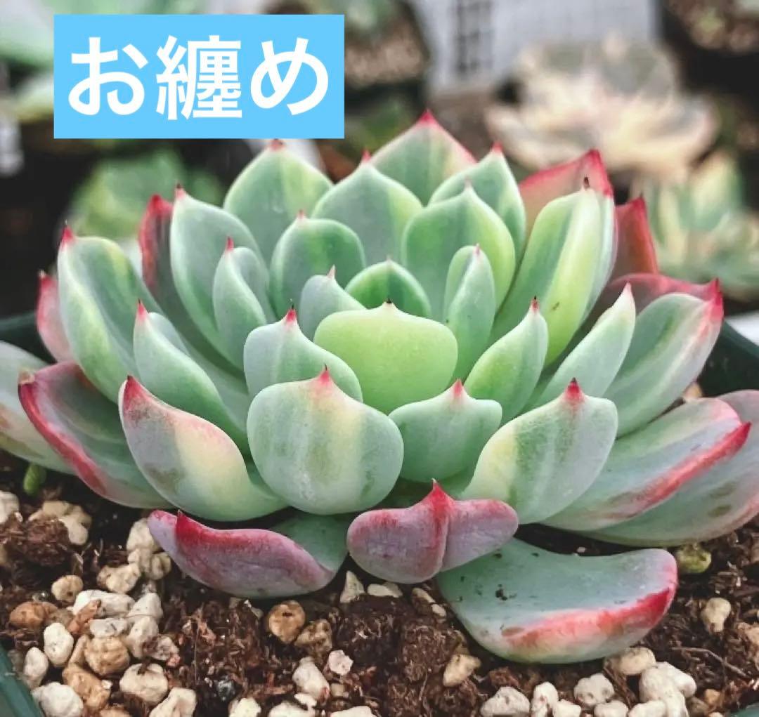 多肉植物　美斑❦七福美尼錦　抜き苗