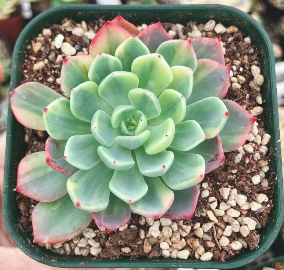 多肉植物　美斑❦七福美尼錦　抜き苗