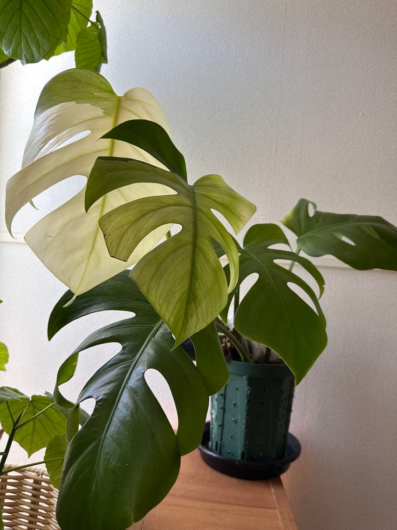 セブブルーミント　モンステラ　しっかり発根済み