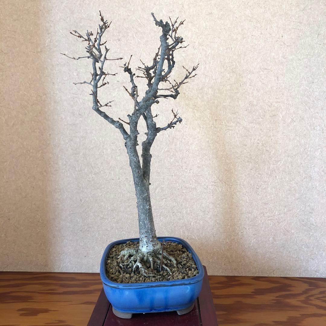 欅 ケヤキ 盆栽