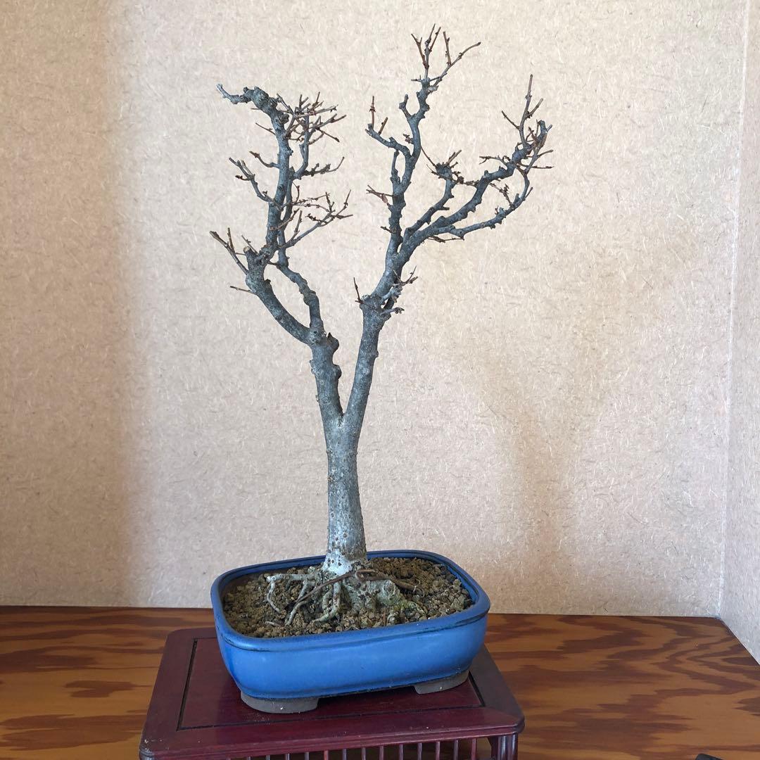 欅 ケヤキ 盆栽