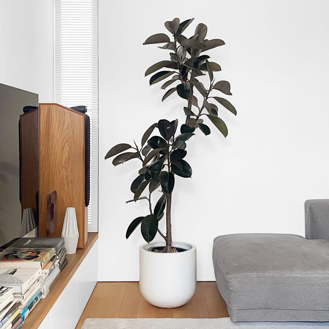 観葉植物 フィカス バーガンディ 195cm