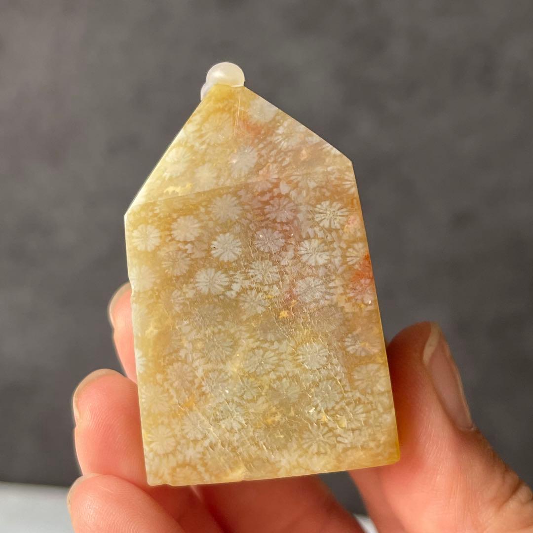 フォッシルコーラル ポイント