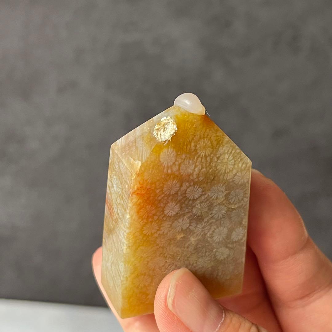 フォッシルコーラル ポイント