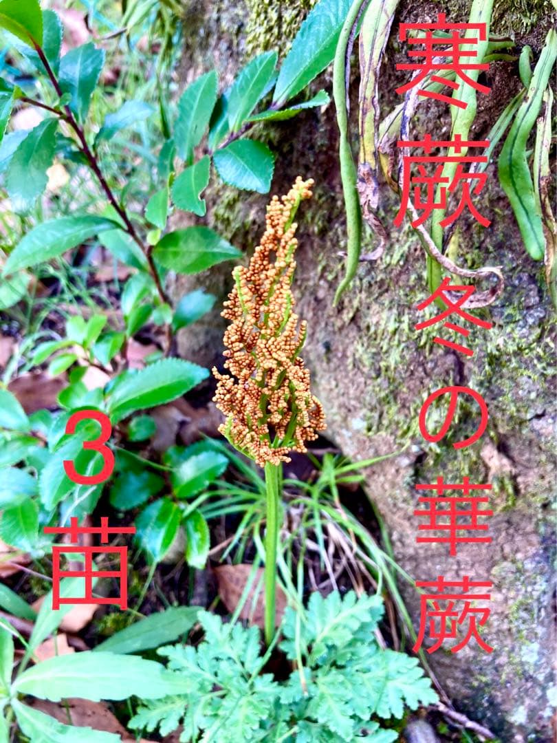 完売　　天然＊野生【寒蕨/カンワラビ/冬の華蕨】山野草/3苗セット価格/抜き苗