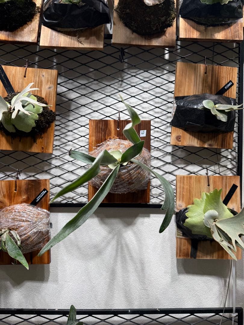 P. veitchii wild vp#0 'Steel' スティール