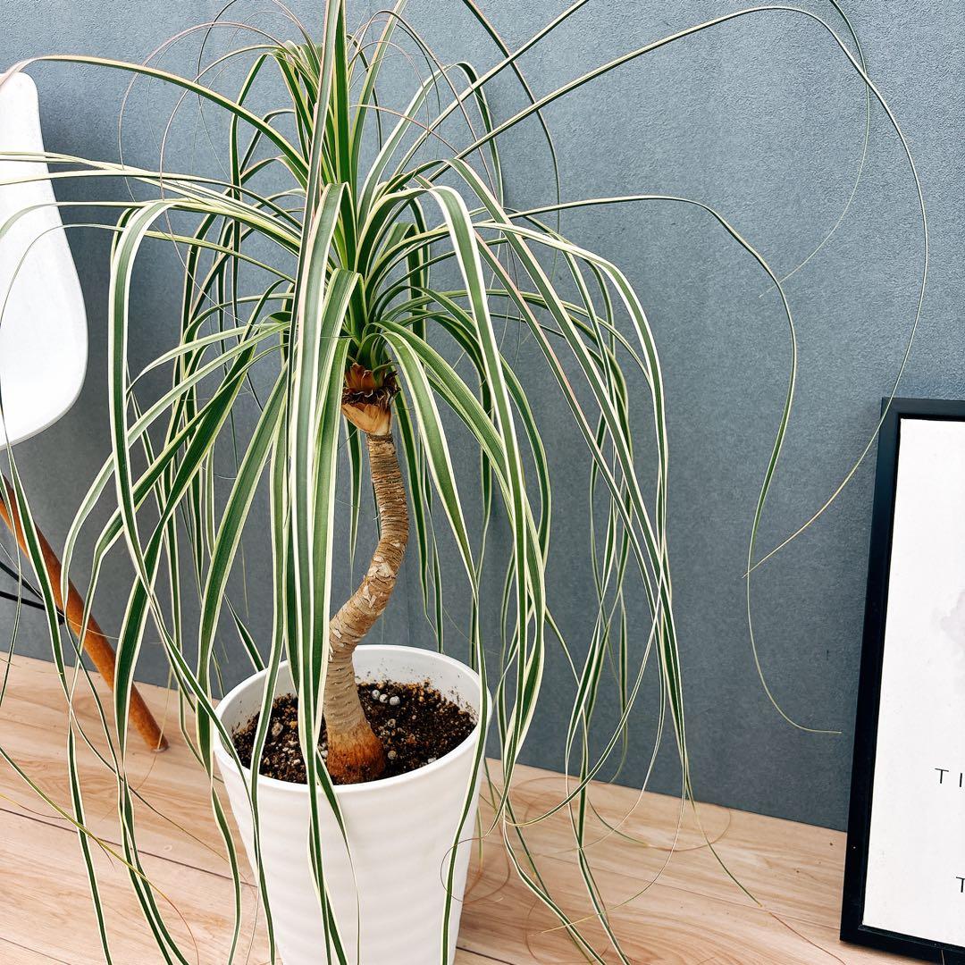 ［現品］【希少】ブコニア　レクルバータ　バリエガータ　7号　観葉植物　室内　レア