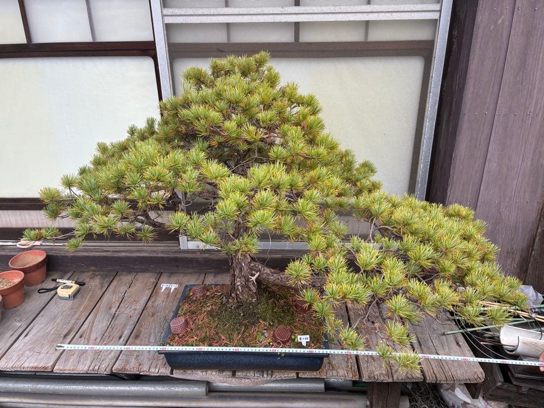 俊*様 ★盆栽★ 赤石五葉松　E-11 樹齢50年以上　★愛媛県より発送★