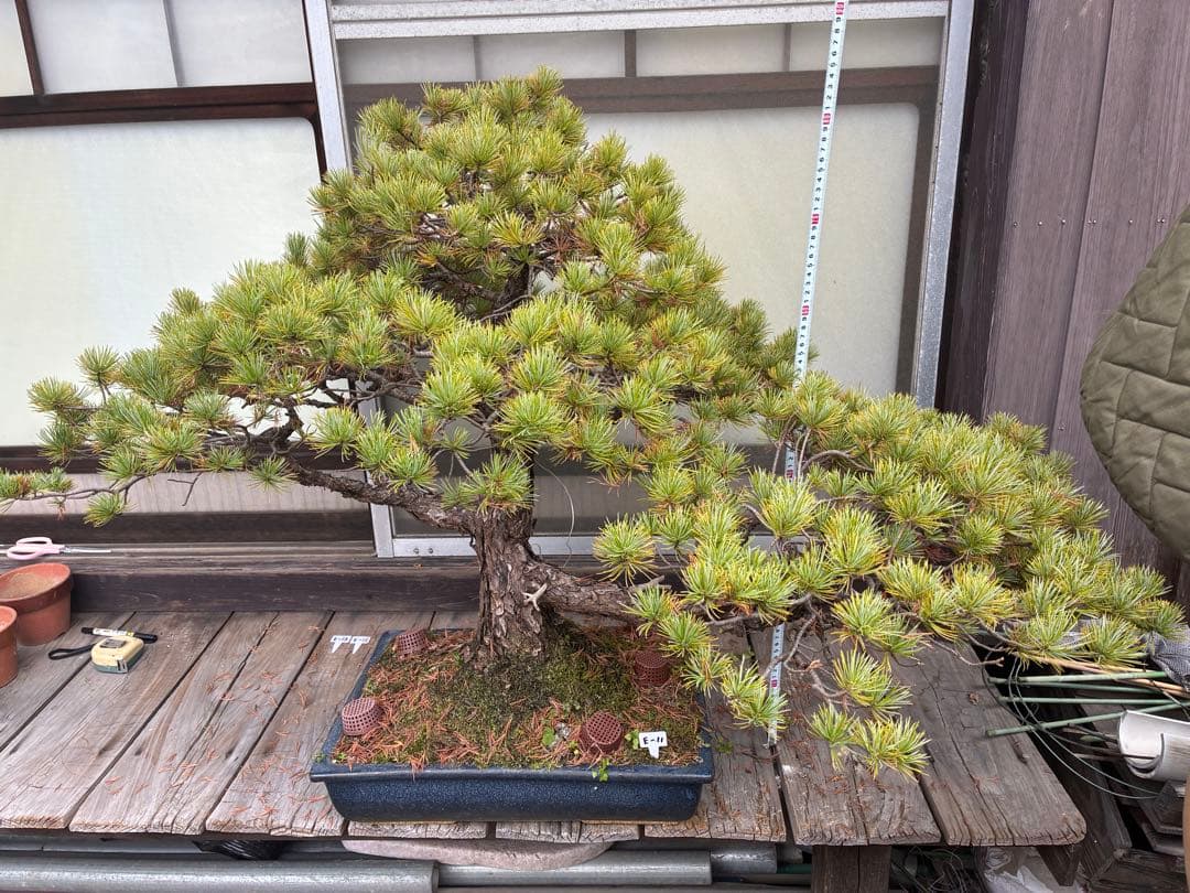 俊*様 ★盆栽★ 赤石五葉松　E-11 樹齢50年以上　★愛媛県より発送★