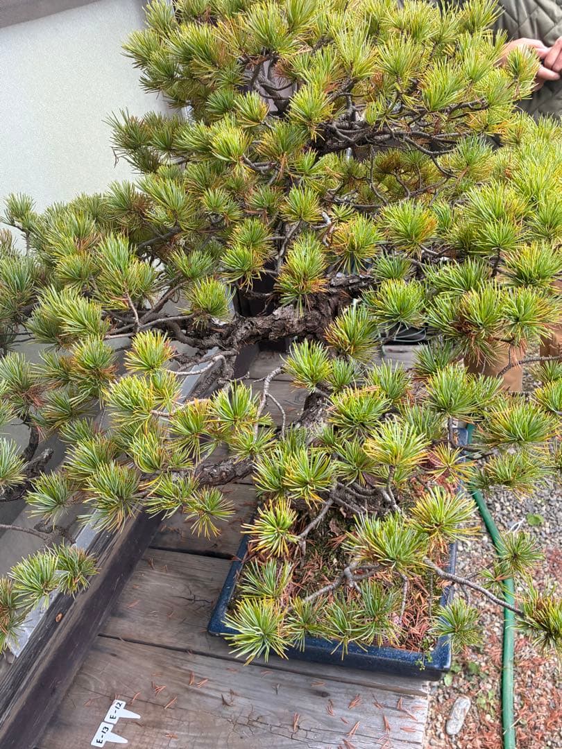 俊*様 ★盆栽★ 赤石五葉松　E-11 樹齢50年以上　★愛媛県より発送★