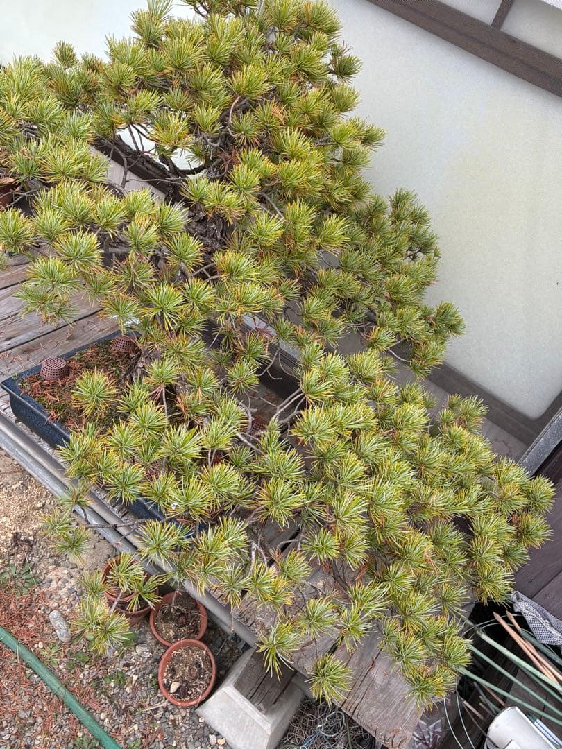 俊*様 ★盆栽★ 赤石五葉松　E-11 樹齢50年以上　★愛媛県より発送★
