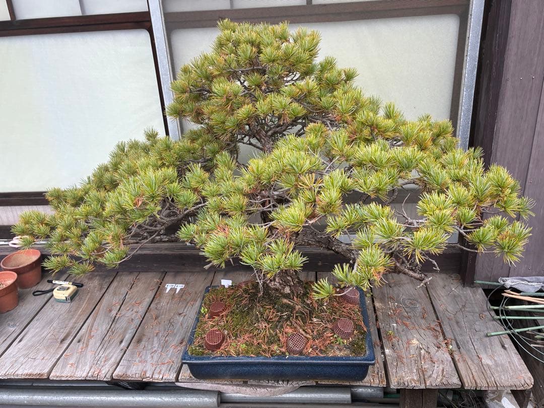 俊*様 ★盆栽★ 赤石五葉松　E-11 樹齢50年以上　★愛媛県より発送★