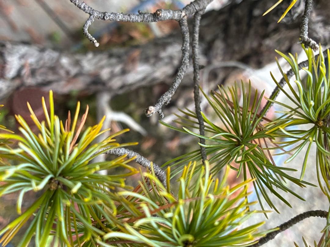 俊*様 ★盆栽★ 赤石五葉松　E-11 樹齢50年以上　★愛媛県より発送★