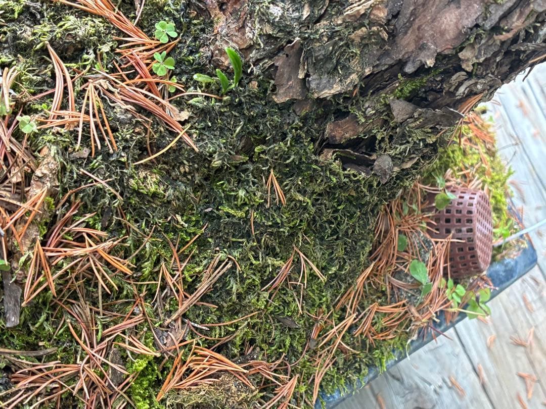 俊*様 ★盆栽★ 赤石五葉松　E-11 樹齢50年以上　★愛媛県より発送★