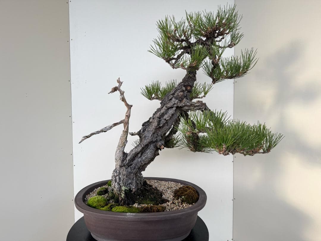 ◎ 貴重・岩石性・黒松　ジン・曲・太幹・山木・ 盆栽　皮厚