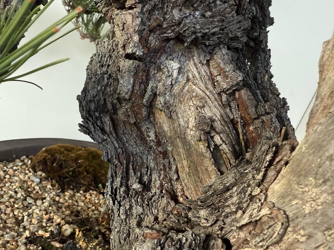 ◎ 貴重・岩石性・黒松　ジン・曲・太幹・山木・ 盆栽　皮厚