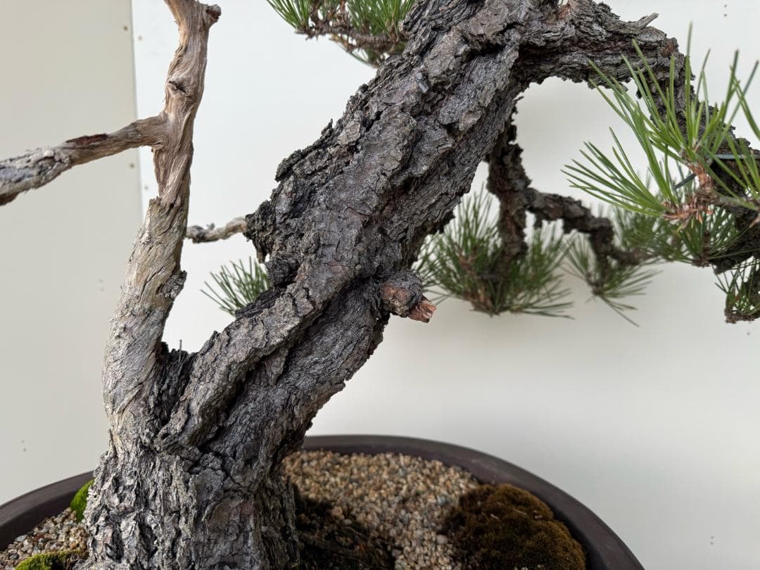 ◎ 貴重・岩石性・黒松　ジン・曲・太幹・山木・ 盆栽　皮厚