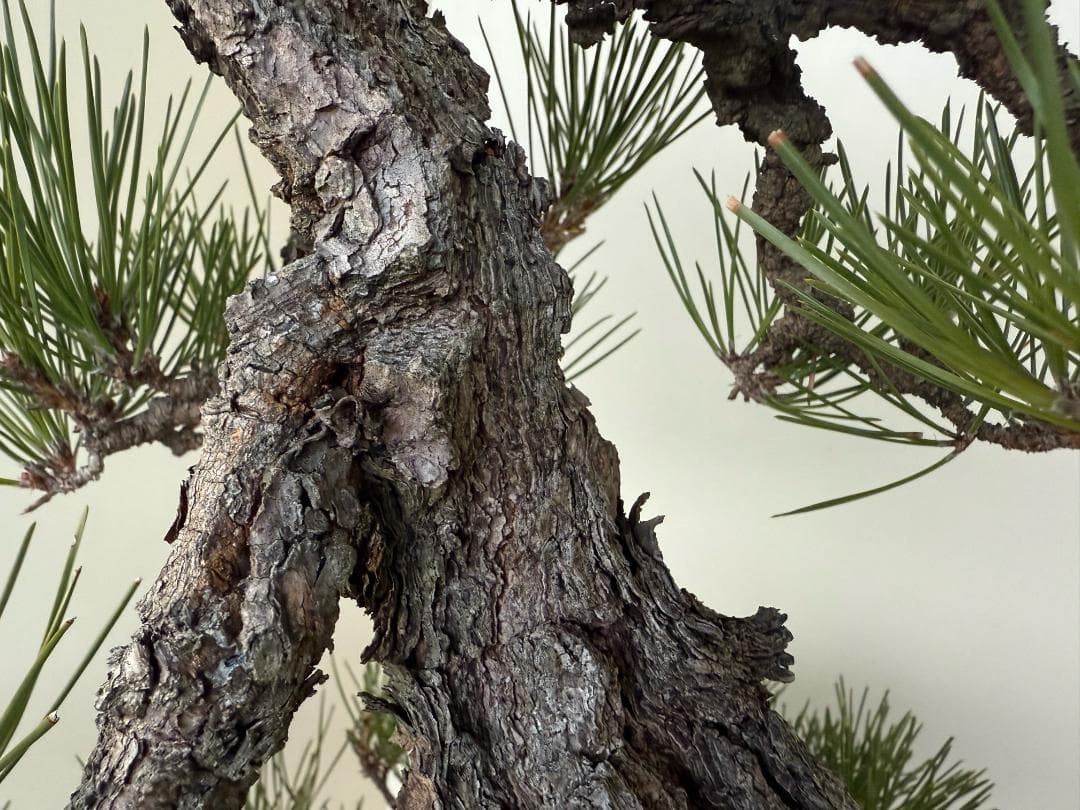 ◎ 貴重・岩石性・黒松　ジン・曲・太幹・山木・ 盆栽　皮厚