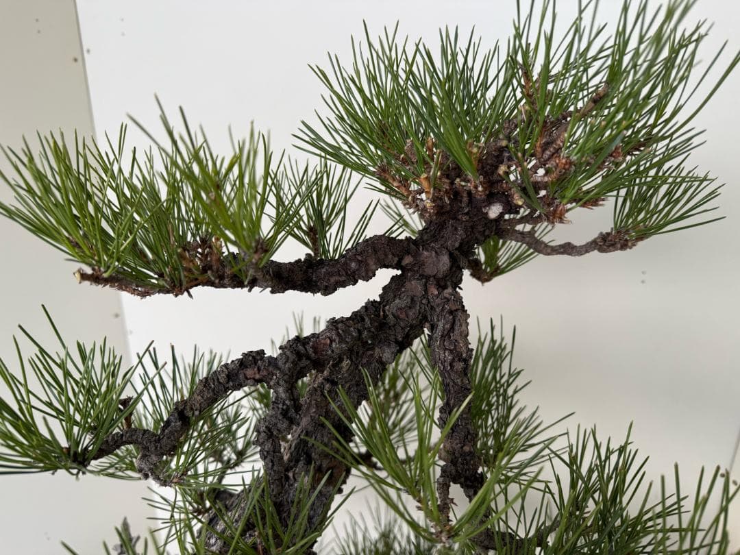 ◎ 貴重・岩石性・黒松　ジン・曲・太幹・山木・ 盆栽　皮厚