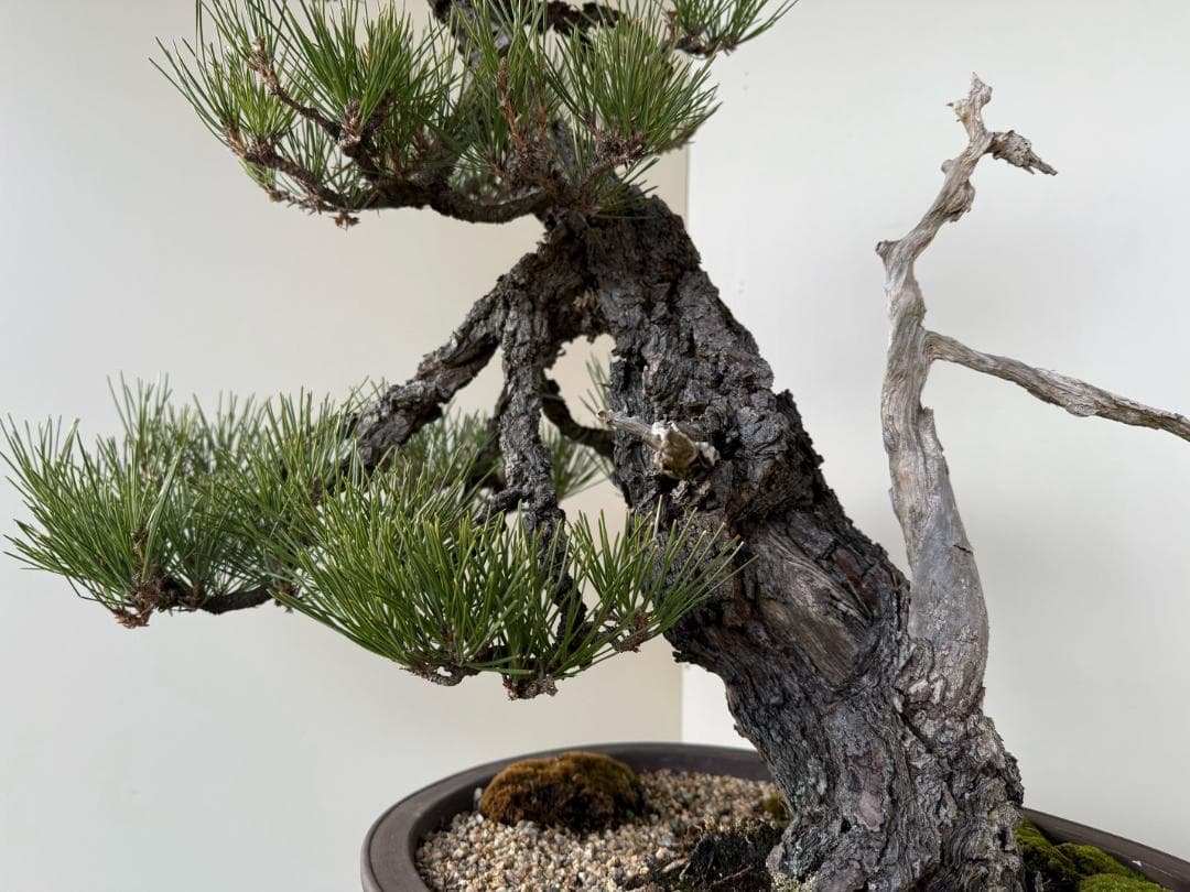 ◎ 貴重・岩石性・黒松　ジン・曲・太幹・山木・ 盆栽　皮厚