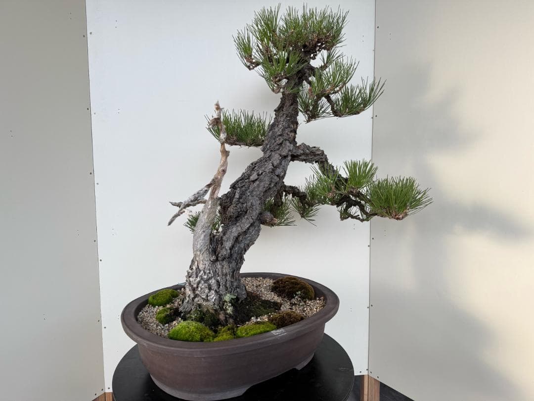 ◎ 貴重・岩石性・黒松　ジン・曲・太幹・山木・ 盆栽　皮厚