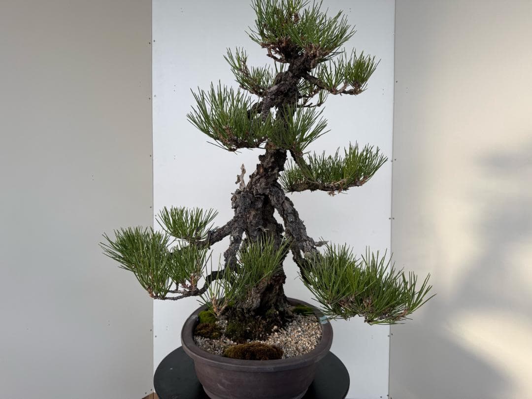 ◎ 貴重・岩石性・黒松　ジン・曲・太幹・山木・ 盆栽　皮厚