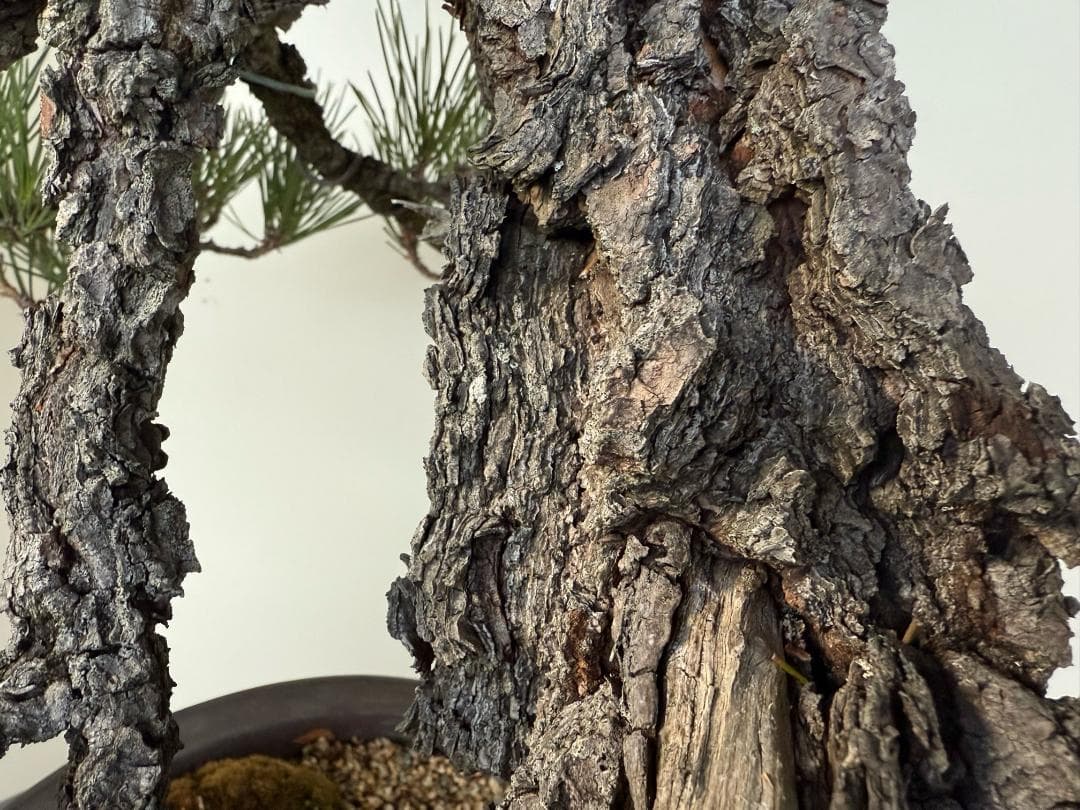 ◎ 貴重・岩石性・黒松　ジン・曲・太幹・山木・ 盆栽　皮厚