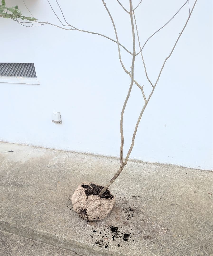 抜群。山採りアオダモ。