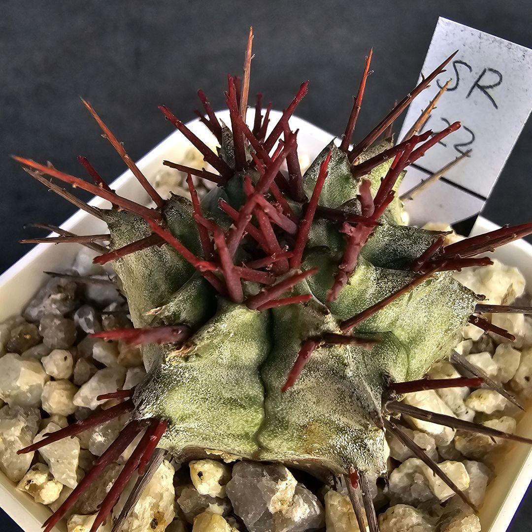 ロウルサンコさんラベル付き☆関上ホワイトマジョール×ロッキースター SR122