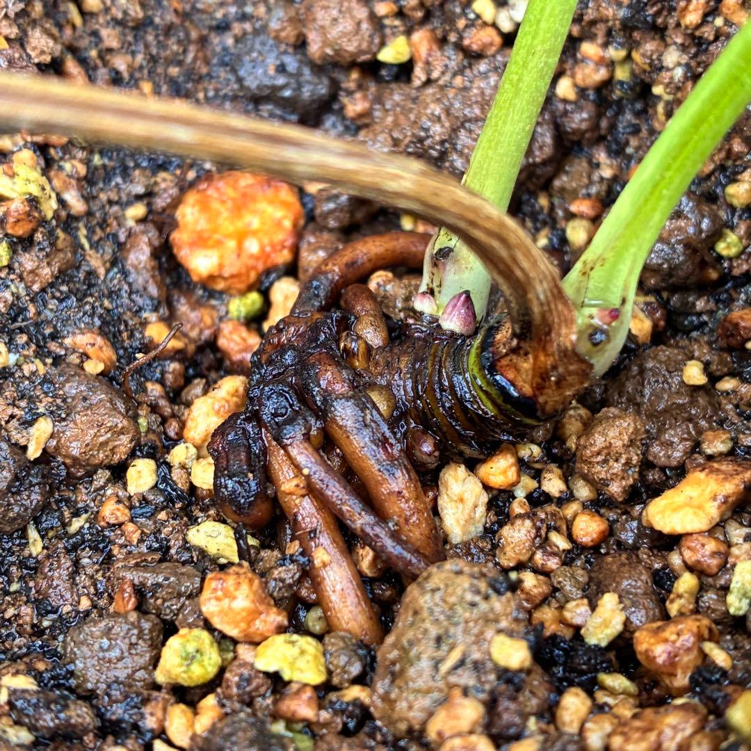 G*u様 1269【超小輪　ヘルツェ×ムルチ×トルカ】クリスマスローズ