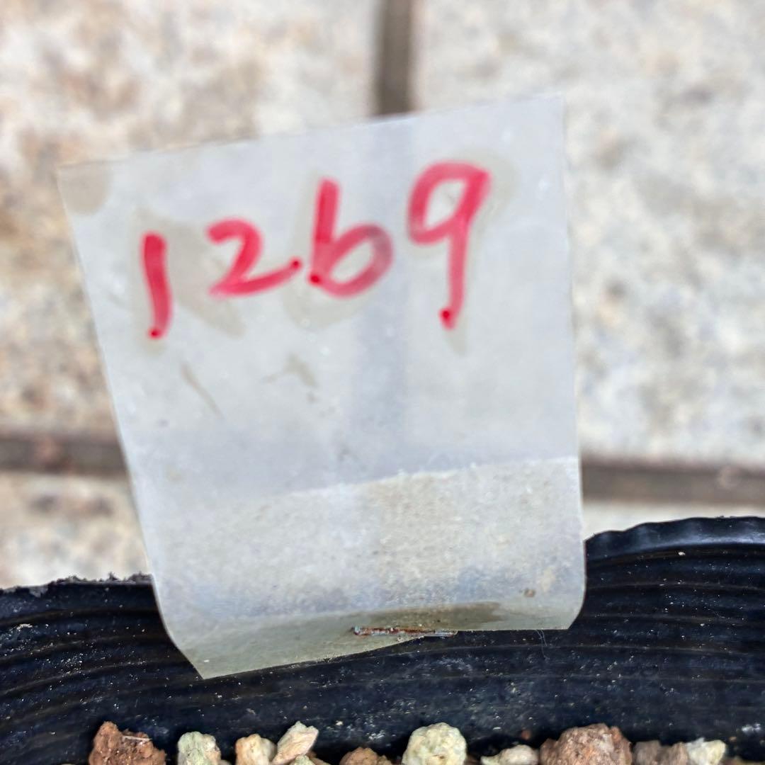 G*u様 1269【超小輪　ヘルツェ×ムルチ×トルカ】クリスマスローズ