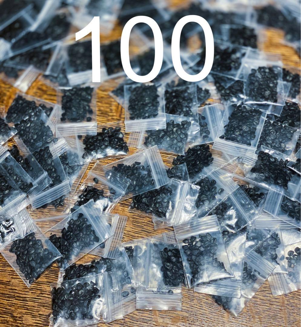 20%offアガベ オテロイ種オアハカ100粒fromルイスcollabウリエル