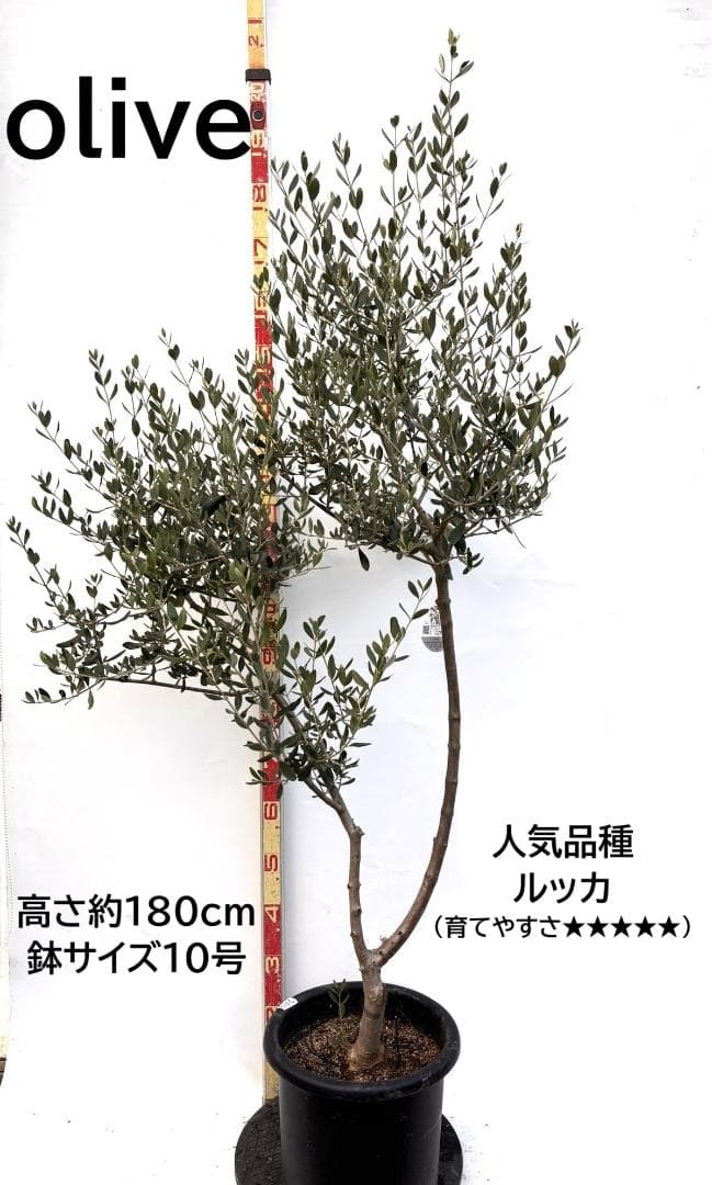 オリーブの木　ルッカ　10号　約180cm　K-289　人気品種　現品掲載
