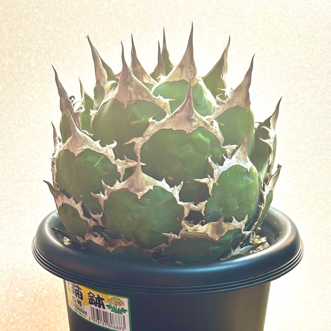 【強刺美株】アガベ　チタノタ　ボール株　発根済み株