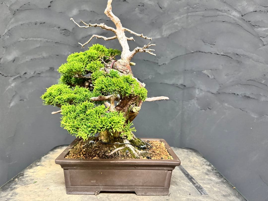 造園職人が作る盆栽　糸魚川真柏