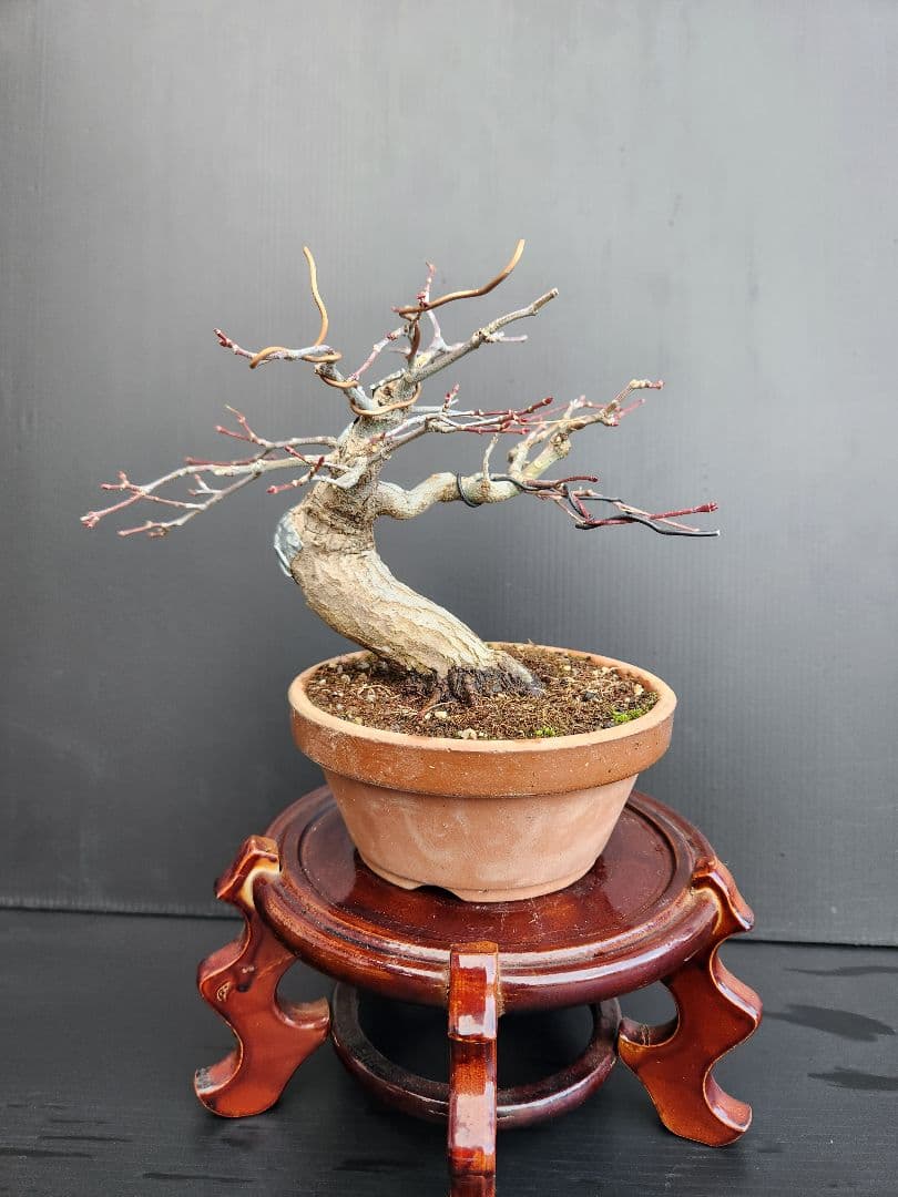 紅葉 もみじ 紅葉盆栽 もみじ盆栽 楓 カエデ