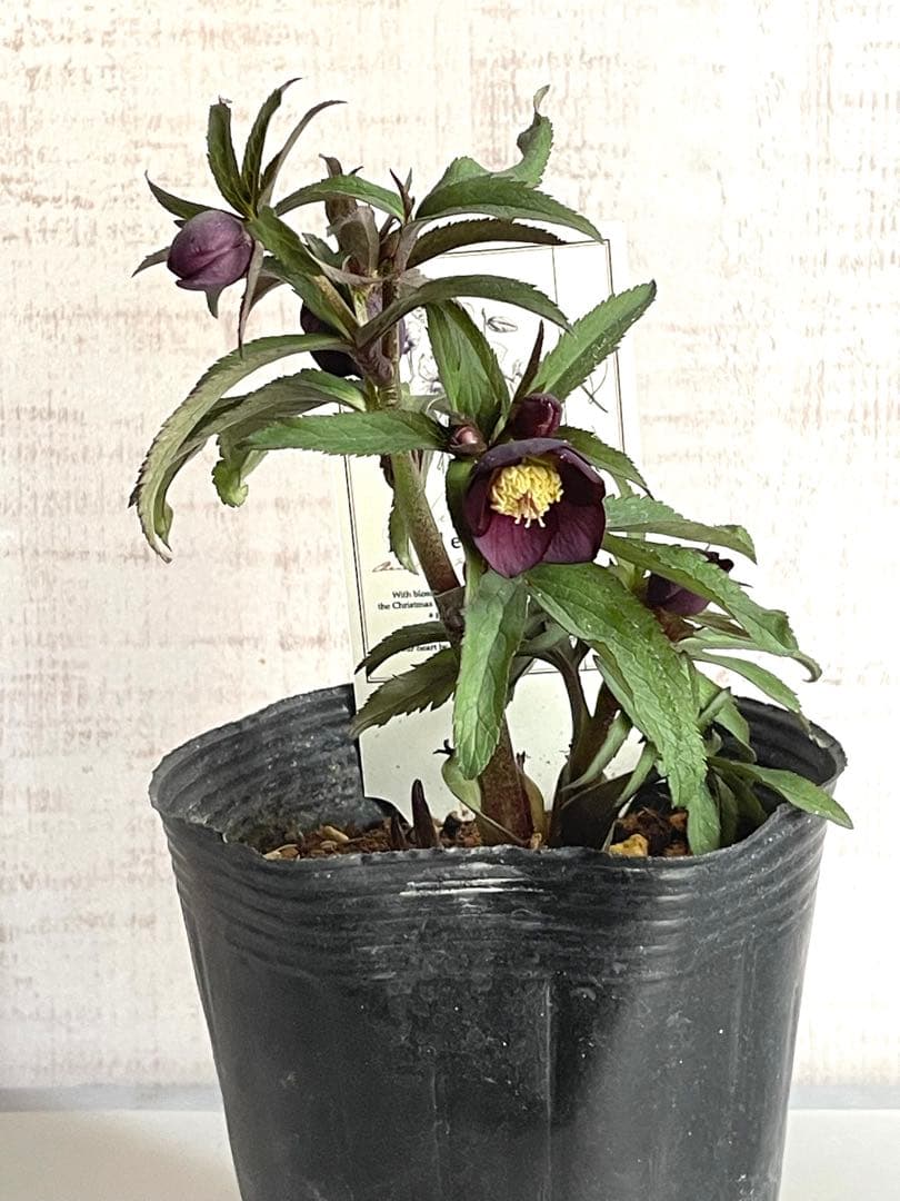 ⭐️専用　トルカータス系ダーク　リトルビースト