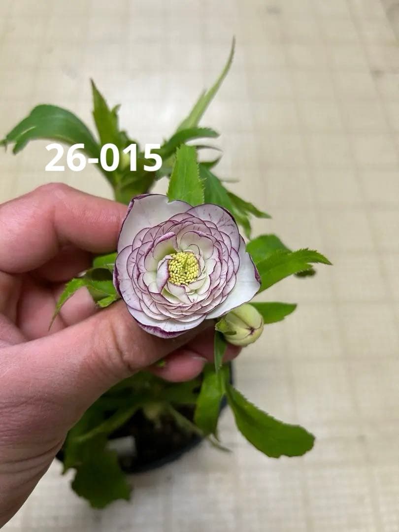 ホワイトアフロディーテ 加藤農園 クリスマスローズ 同梱可能