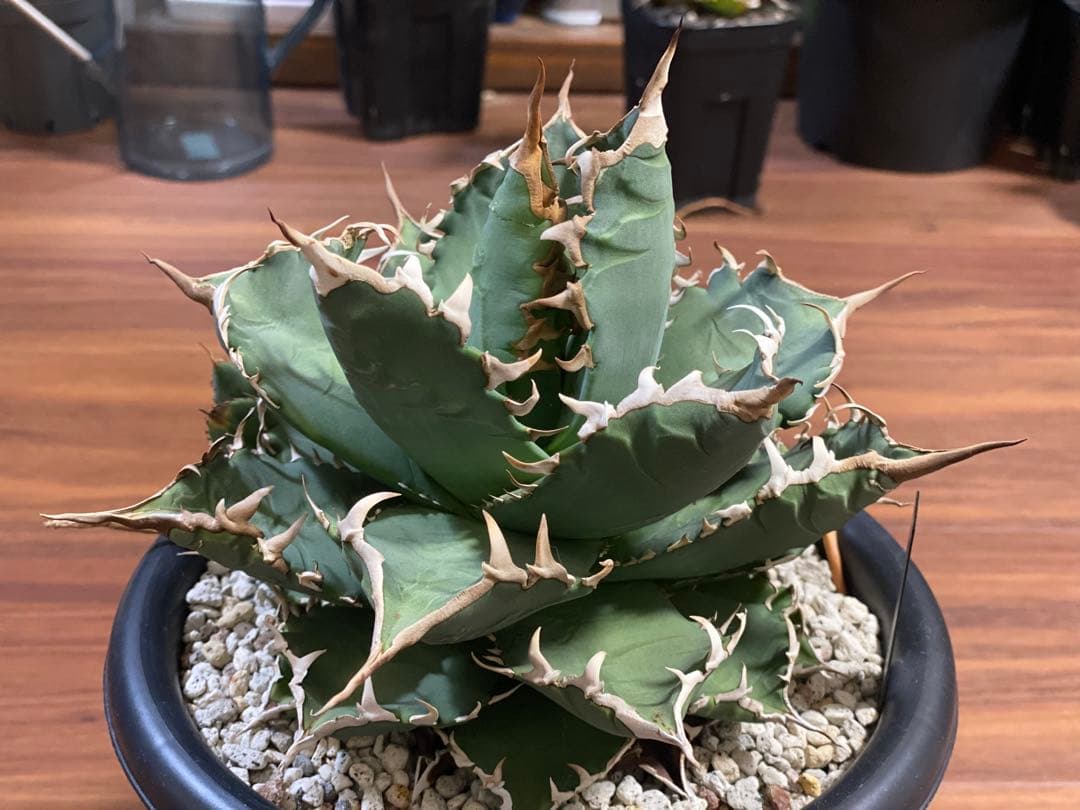 アガベ チタノタ　夕映厳竜　季節斑　曙斑　直径約19cm