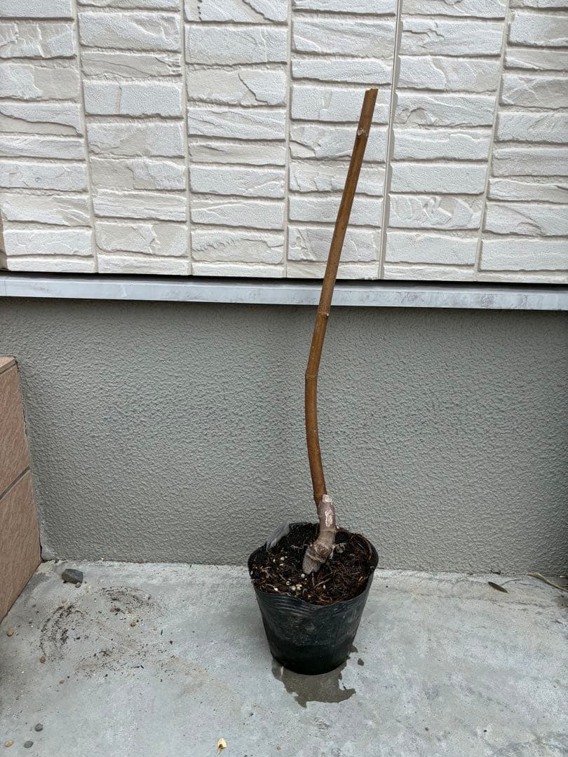 極甘！黒いちじく食べ比べセット【ヌアールドカロン＆ビオレソリエス】挿し木2年苗