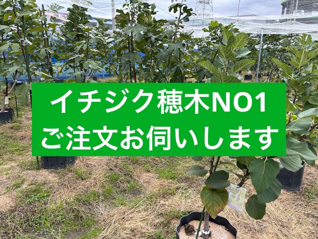 イチジク穂木　NO1 ご注文お伺いします
