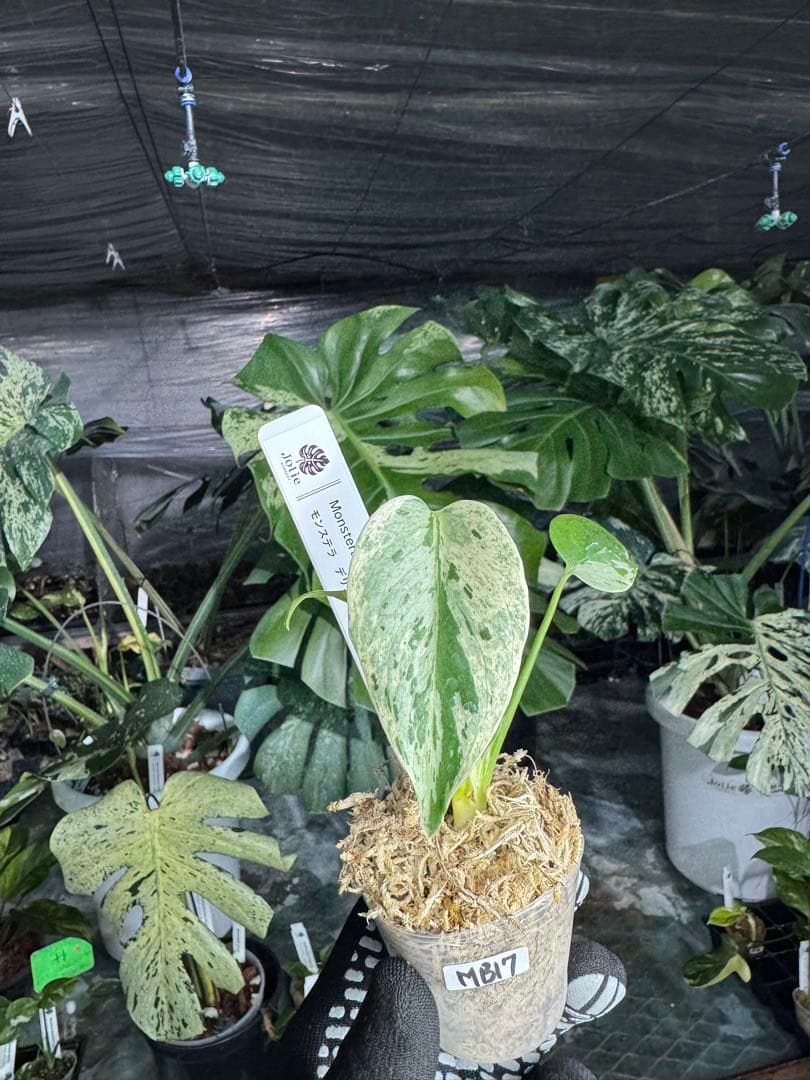 MB17モンステラ　デリシオーサ　ベトシオーサ　2寸ポリポット　ネコポス発送