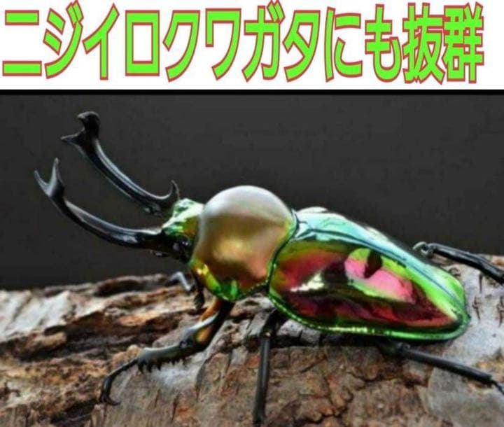 極上！ヒマラヤひらたけ菌糸ブロック【6個】初菌のみ使用！国産オオクワ85ミリ実績
