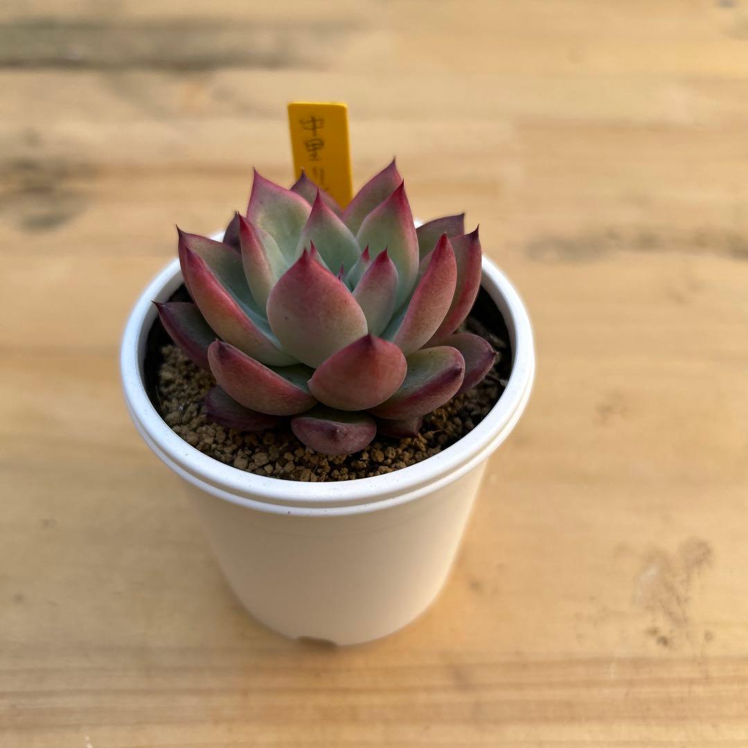 多肉植物⭐︎中里リンゼアナ⭐︎札付き