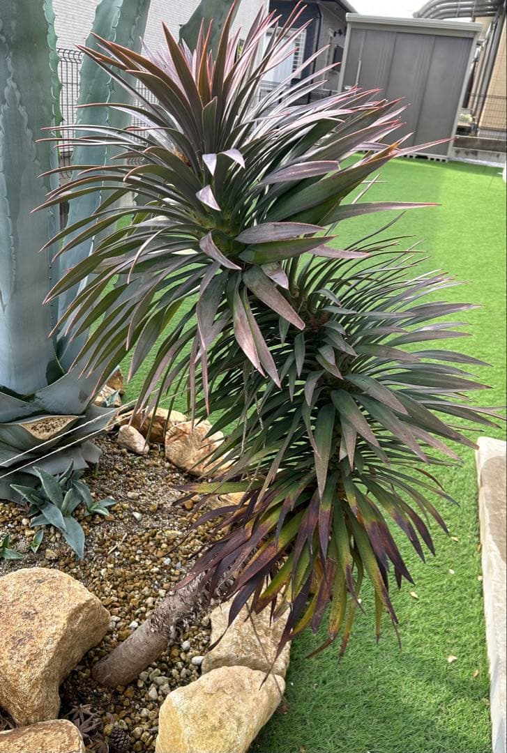 デスメティアーナ　※福岡県内で受け渡しできる方限定