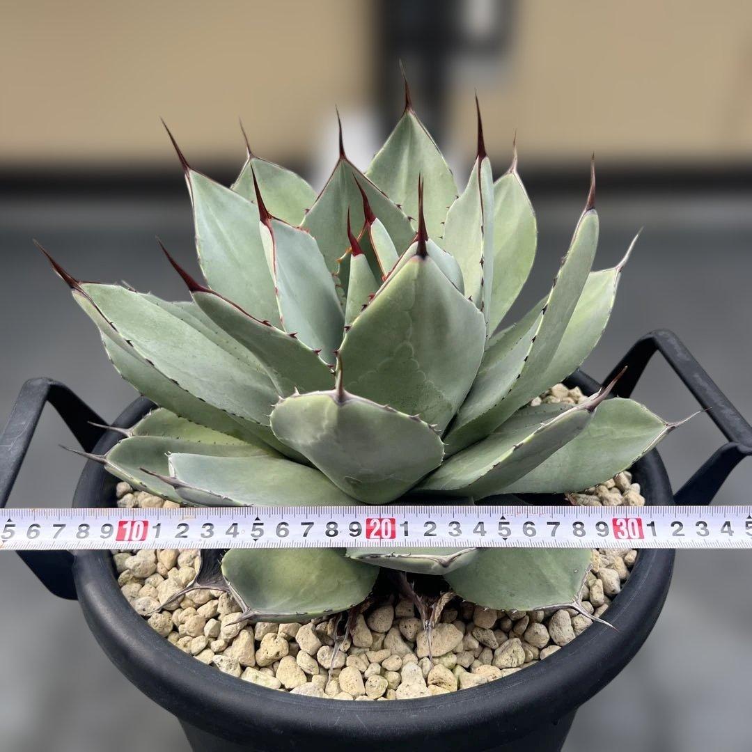 アガベ　パリートランカータ　中株