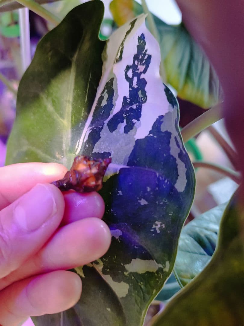 メルカリ便【アロカシア・シャントリエリ　albo pink var.】corm1