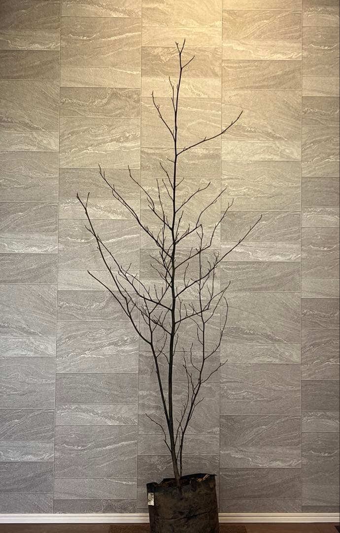 山採り天然　クロモジ　2